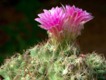 Escobaria_hesteri